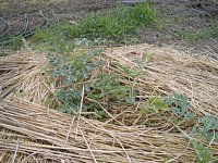 6��15���n�i