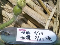 �n�i�����