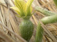 �n�i�����A2�ڂ̎���