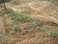 6��21���n�i