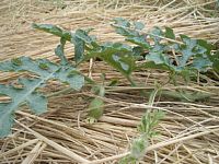 6��23���@�n�i�����