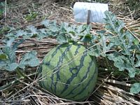 7��5���@�n�i�����