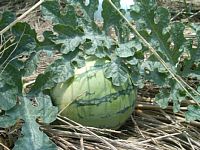 7��6���@�n�i�����