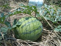 7��8���@�n�i�����X�C�J