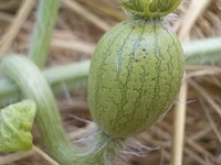 7��12���@�^���E����X�C�J