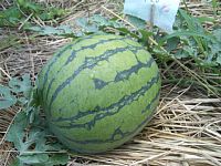 7��17���@�n�i�����X�C�J