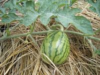 7��17���^���E����X�C�J