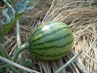 �n�i�����X�C�J