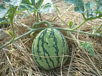 �^���E����X�C�J