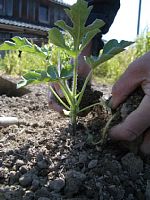 �c�̐A����