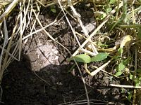 ���ɔ엿���܂��܂�