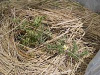 ���C���Ȃ��^���E