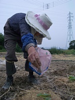 ���q���΂������