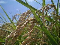 ����قǁ@���𐂂��@��䂩��