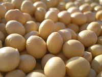 �L���C�ȑ哤