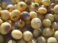 �����a�⒎�H���̑哤