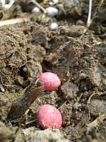 �A����ꂽ��q