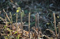 ���������哤�̎�