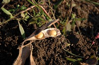 �������哤