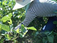 ���L�΂��đ����