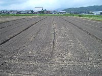 6��24���̑哤�̓c���