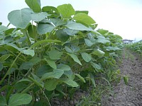 ����40cm�ɂȂ�܂���