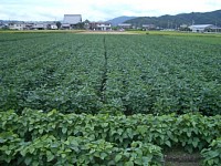 �哤�̓c���