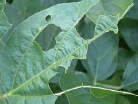 �Q���ɐH�ׂ�ꂽ�t