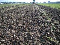 小麦を播種した田