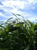 ���������������鏬��