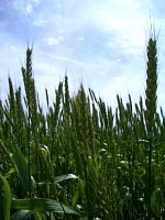 ���ɕ䂪�o�����܂���