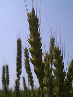 �����ɂȂ�O�̏���