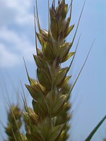 10����ɂ́A���n�ł��܂����ˁH