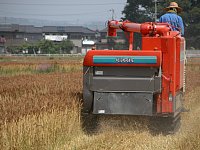 ����蕗�i�A��납��