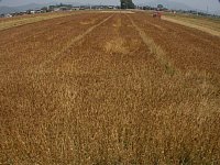 �����̓c���