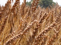 �����F�̏���