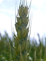 �R���������ł��I