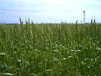 �䂪�o�����������̓c���