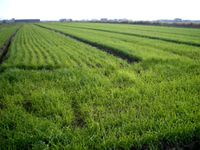 ���������Ă�������